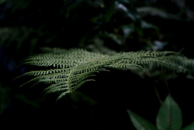 绿色的蕨类植物的特写照片
